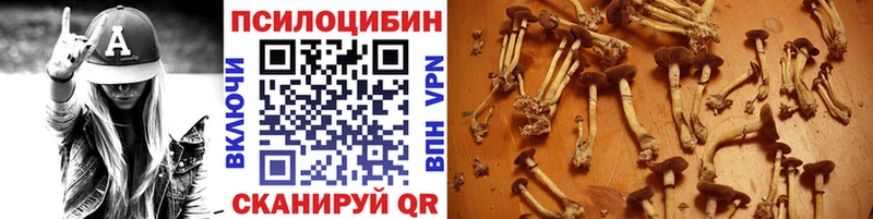 Псилоцибиновые грибы Cubensis  Черногорск 